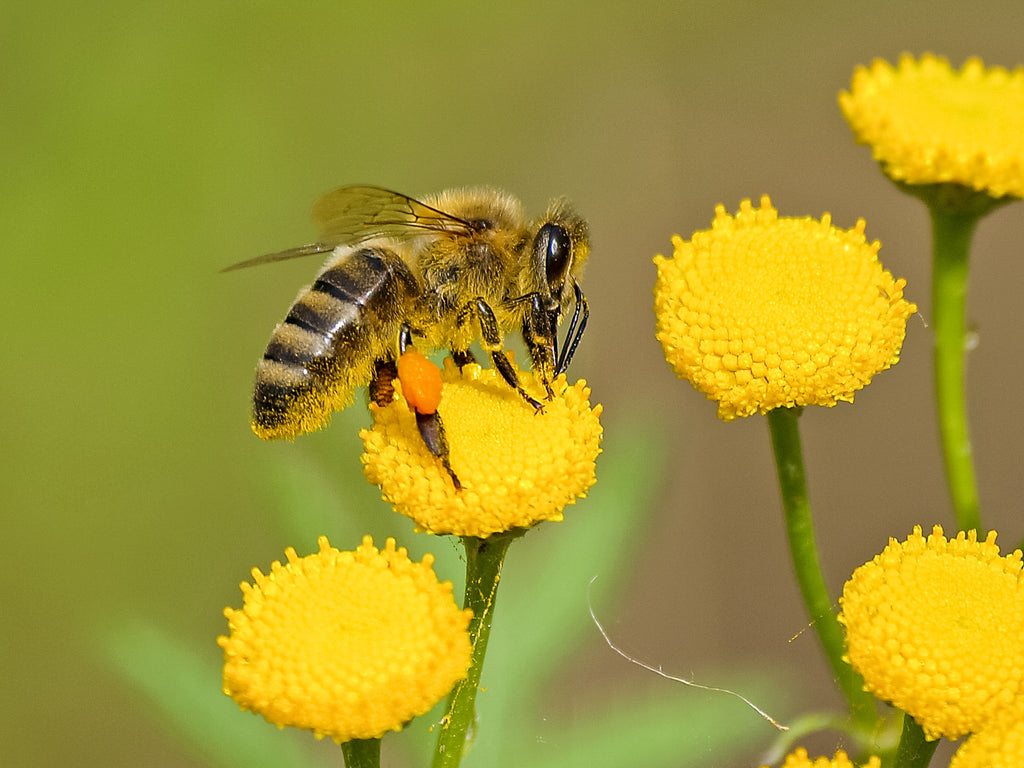 Bees sponsorship blooming meadow